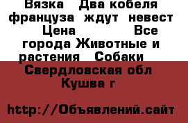  Вязка ! Два кобеля француза ,ждут  невест.. › Цена ­ 11 000 - Все города Животные и растения » Собаки   . Свердловская обл.,Кушва г.